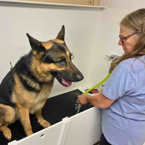 Professional Grooming Icon