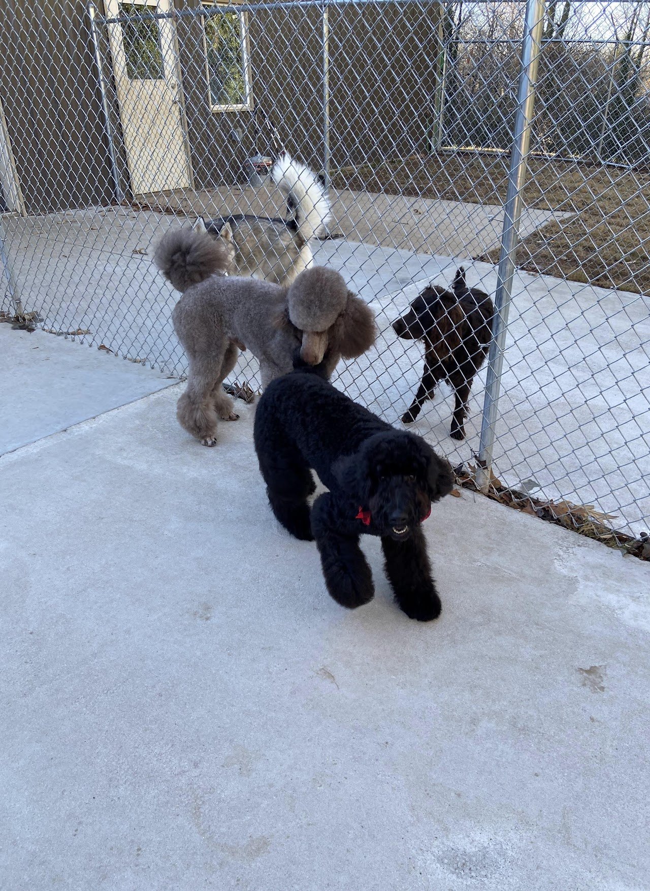 Dogs socializing at daycare