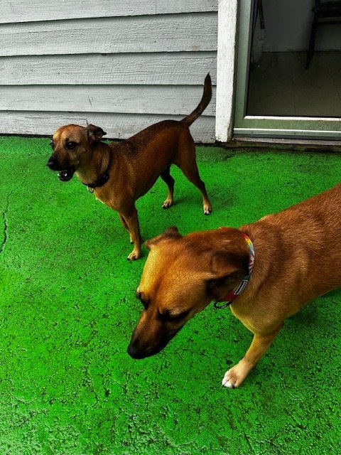Happy dogs at The K9 Inn