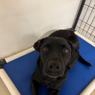 Ruby - Happy guest at The K9 Inn